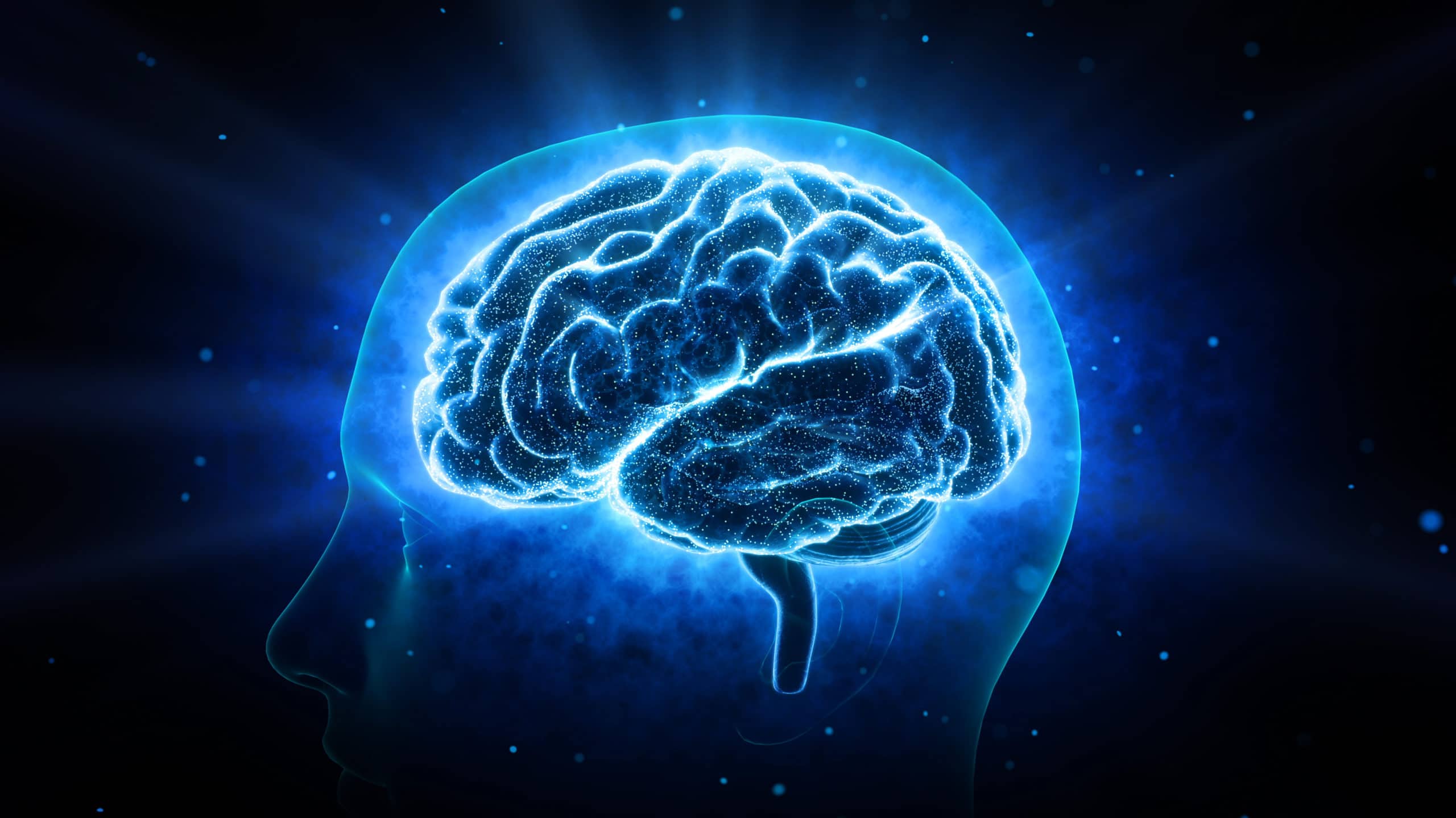 Human Brain - mental idea mind
